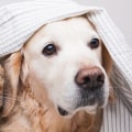 Effective Ways to Get Rid of Dog and Cat Pet Dander in House With Air Filters
